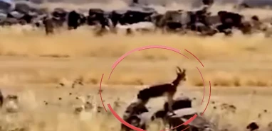Şanlıurfa'da ender görülen ziyaretçi: Aniden belirdi saniye saniye kaydedildi