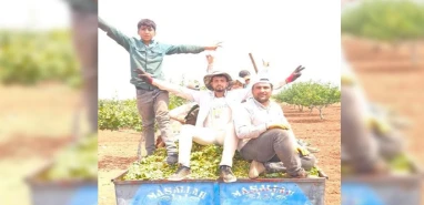 Şanlıurfa'nın yeşil altınında hasat sezonu başladı!