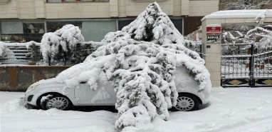 Şanlıurfa'da kar birikintisine dayanamayan ağaçlar araçların üzerine devrildi