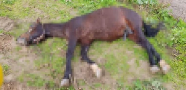 Şanlıurfa'da yıldırım felaketi: Telef oldu...