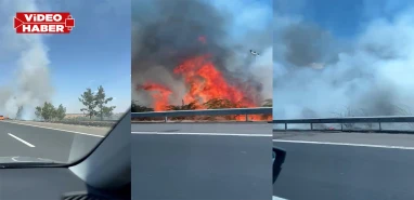 Şanlıurfa'da yol kenarında çıkan yangın ağaçlık alana sıçradı
