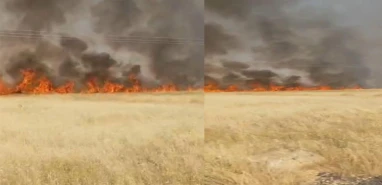 Şanlıurfa'da buğday tarlası alev aldı: 45 dönüm alan kül oldu