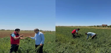 Şanlıurfa'da tarlada emek, sofrada bereket: Nohut hasadı başladı