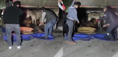 Adana'da kasası eşek dolu kamyonet yola devrildi