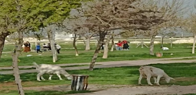 Şanlıurfa'da alışılmadık manzara: Çocuk parkında hayvanlar otlanıyor