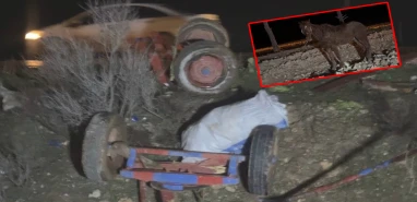 Şanlıurfa'da ilginç kaza: At arabası ikiye bölündü
