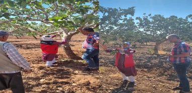 Şanlıurfa'da fıstık bahçelerindeki gizli tehlike! Ekipler seferber oldu