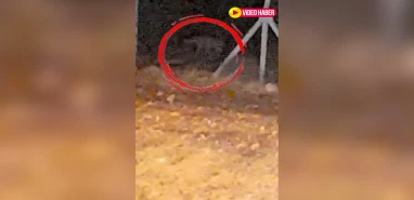 Şanlıurfa’da yaban hayatından nadir anlar: Çizgili sırtlan kameralarda