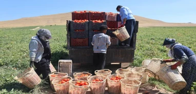 Şanlıurfa’dan Elazığ’a uzanan ekmek mücadelesi: 40 derecede domates hasadı