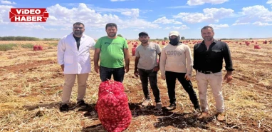 Şanlıurfa’da kar ve don hasadı geciktirdi: Üreticilerin zorlu mesaisi sürüyor