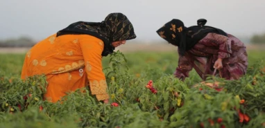 Büyükşehir müjdeyi verdi: Şanlıurfa’da ücretsiz dağıtılacak