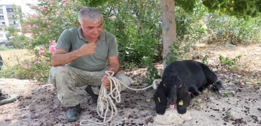 10 günlük kaçış sona erdi: Kurbanlık keçi yakalandı