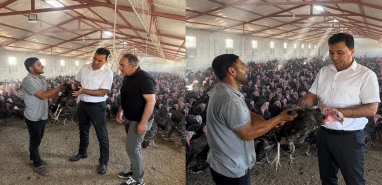 Şanlıurfa'da 25 bin hindilik dev üretim! Doğal ortamda yetiştiriliyor, sofralara ulaşıyor