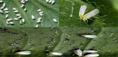 Şanlıurfa 'beyaz istilaya' teslim oldu! İşte nedeni…