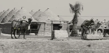 Bir zamanlar Şanlıurfa’nın yükü onlardaydı: Urfa'nın develeri nereye kayboldu?