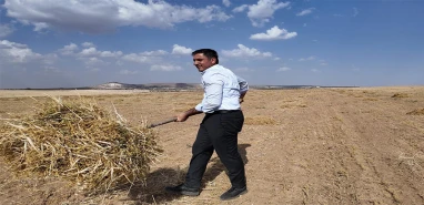Şanlıurfa’da acı hasat: Bu kez bereket değil, endişe getirdi!
