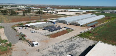 Şanlıurfalı çiftçilere müjde! Büyükşehir binlercesini ücretsiz dağıtacak…