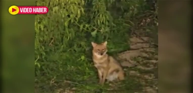 Domuz ve ayıdan sonra Şanlıurfa’da bu kez onlar görüldü! Bölgedekileri korkutan o anlar saniye saniye kaydedildi