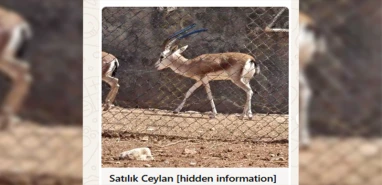 Şanlıurfa ceylanları ikinci el sitelerinde satışta!