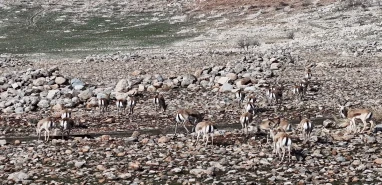 Şanlıurfa’nın ceylanları Cudi Dağında! Doğal yaşam meyvesini veriyor