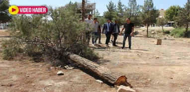 Şanlıurfa’da yeşil alanı yok etme girişimi! Eşbaşkandan açıklama