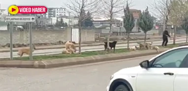 Şanlıurfa’da başıboş köpek dehşetinde bugün! Ceylanpınar'dan da tedirgin eden görüntüler geldi