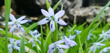 "Onu korumak hepimizin görevi": Şanlıurfa'nın nadide çiçeği açtı...