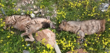 Şanlıurfa’da nesli tehlikede olan sırtlana araç çarptı! Telef oldu...