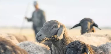 Komşu ilde kadrolu çoban alınacak