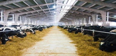 Hayvancılık yapmak isteyenler için büyük fırsat! 60 milyon TL kredi imkanı