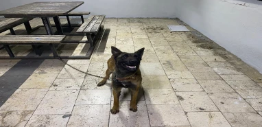 Şanlıurfa’da bu da oldu!  Girdikleri evde köpeği bile çaldılar