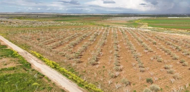 Şanlıurfa’da fıstık bahçelerinde bahar alarmı!