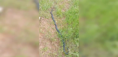 2 metrelik dev yılan paniği!  Mahalleliyi tedirgin etti