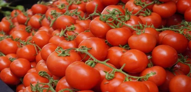 Virüslü domates tohumları Türkiye’ye sızdı! Bakanlık harekete geçti
