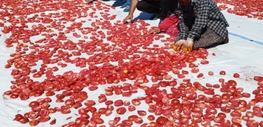 İşte gelir kapısı! Yaşı 20 lira, kurusu 300 lira