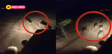 Şanlıurfa’da fıstık bahçesine sürü halinde girdiler! Traktörlü müdahale kamerada