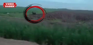 Şanlıurfa kırsalında yaban domuzu endişesi! Çiftçiler tedirgin