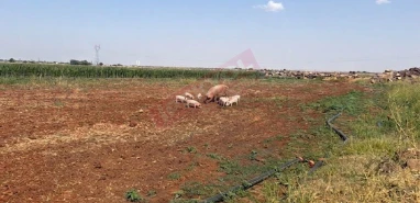 Urfa’da tarlaya giden çiftçi şok oldu: Cep telefonunu çıkarıp o anları kaydetti!