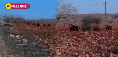 Şanlıurfa’da tarlasına giden çiftçi şok oldu! Sürü halinde…