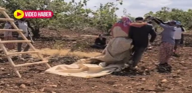 Yüksek yevmiye fıstık işçilerine moral oldu! Tarlada düğün…