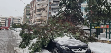 Şanlıurfa’da park halindeki aracın üstüne ağaç devrildi