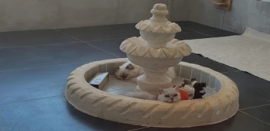 Şanlıurfa'da cins kediler yetişiyor! Çiftliğe denetim...