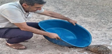 Şanlıurfa sıcaklarında susuzluktan bitkin düşmüştü... İmdadına köylüler yetişti