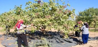 Şanlıurfa ve Gaziantep'te kriz kapıda: Rekolte düştü fiyatlar tavan yaptı