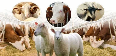 ESK’dan çifte bayram yaşatacak kırmızı et müjdesi