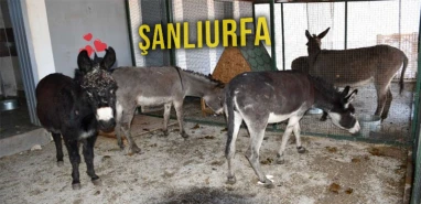 Şanlıurfa’da sayıları alarm veriyor: 5 yıl sonra hiç kalmayacak