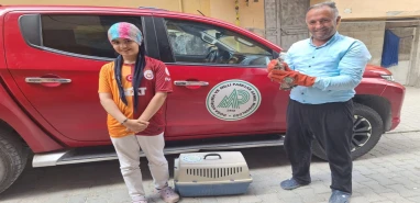 Şanlıurfa'da küçük bir kahraman... Yırtıcı kuşun hayatını kurtardı
