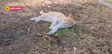 Şanlıurfa'da fareler neden mi çoğaldı? İşte sebebi