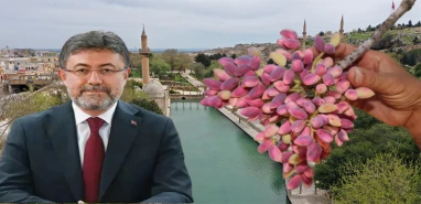 Korkulan oldu: Felaket Şanlıurfa fıstığını da vurdu