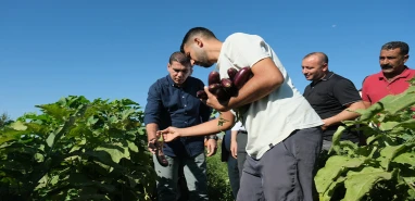Şanlıurfa’da 3 gün sürecek festival patlıcan hasadıyla başladı